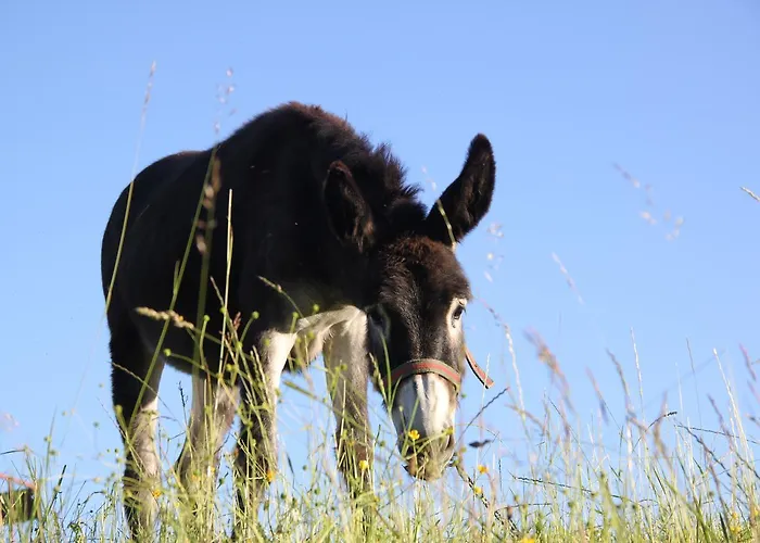 Lodge W Dolinie Wiezycy